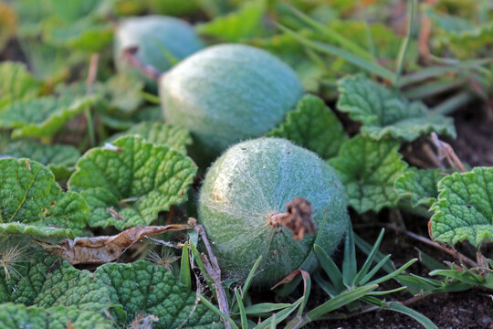 Diplocyclos palmatus also known as cucumber, marble vine, striped cucumber or native bryony is a vine in the family Cucurbitaceae