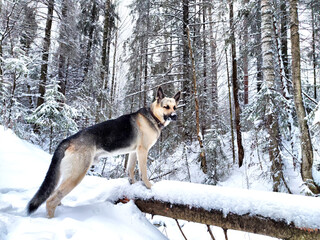 Dog German Shepherd in a forest or in a park in a winter day and white snow arround. Waiting eastern European dog veo and white snow