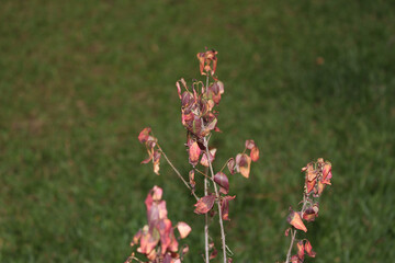 dry leaves on small branches with blurred grass in the background. details of nature. garden details.