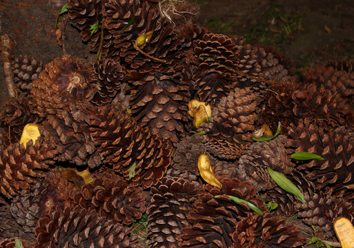 set of pine cones. clustered pine cones. small pile of pine cones.