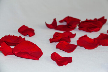 Rote Rosenblüten 