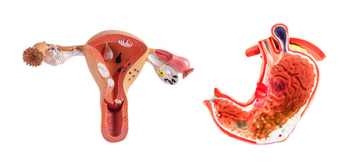 Uterus and stomach model isolated on white background, doctor holding anatomy model for study...