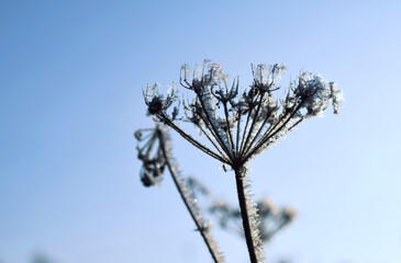 A plant covered with frost on a sunny winter day.