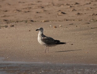 Seagull bird standing on the beach.