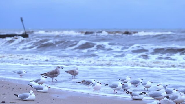 Winter afternoon in Kolobrzeg, Poland: a film clip capturing seagulls perched and strolling along the seafront. The backdrop features the tumultuous Baltic Sea with towering waves.