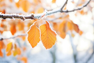 frigid frost on broad beech foliage