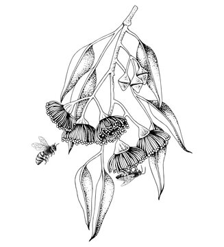 Blooming branch of Eucalyptus with bees