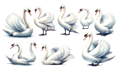 Obraz premium set of watercolor cute Swan isolated on transparent background
