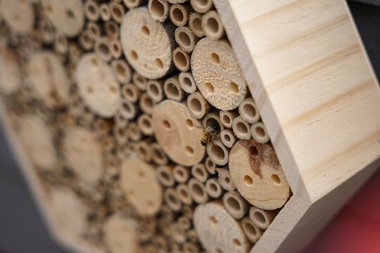 balkonpflanzen und Bienenh&auml;user