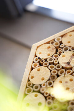 balkonpflanzen und Bienenh&auml;user