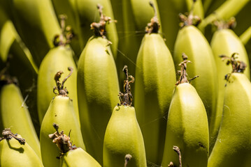 fresh natural bananas close up © Sofiia