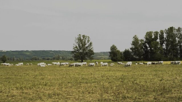 Cows graze on the floor in summer