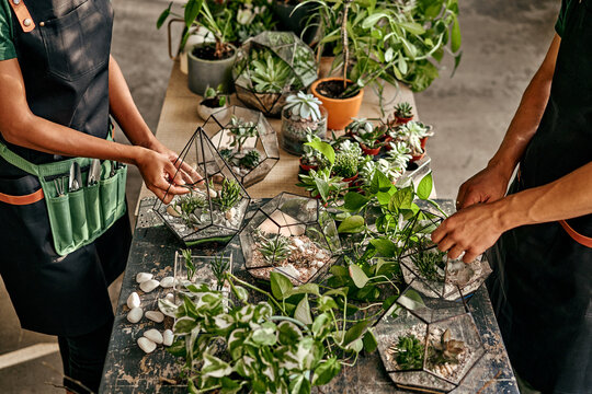 Top view of two workers making a composition in glass florariums. There are many vases, plants, florariums on the table.