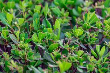 Fototapeta na wymiar fresh live green plant leaves close up