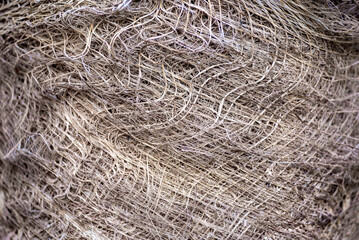 pattern of structural fibrous palm trunk
