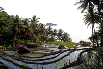 Beautiful scenery of agricultural field by the sea. Rural view of paddy field with Indian Ocean in...