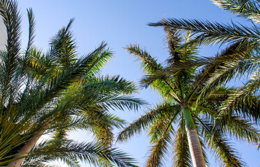Fototapeta na wymiar high palm trees pattern on white background