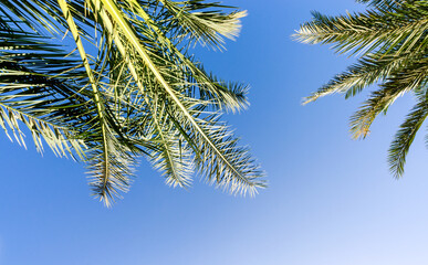 high palm trees pattern on white background