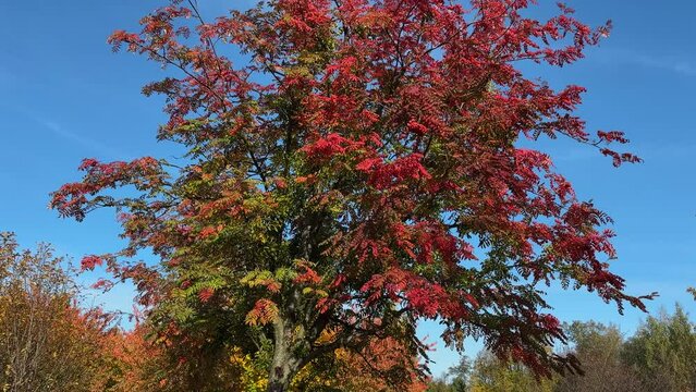 Rowan with autumn leaves and berries in park against sky