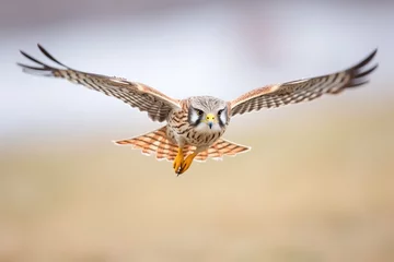 Tableau sur aluminium  kestrel steadied in wind while hovering  © studioworkstock