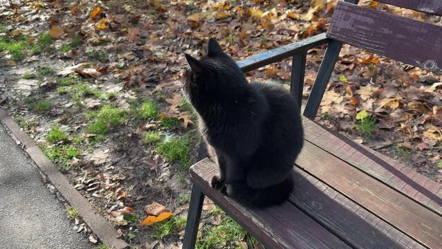Black street cat sitting on a garden bench in autumn
