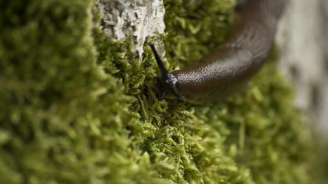 Slug on moss