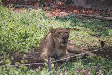 The lion squat in front of the cave.