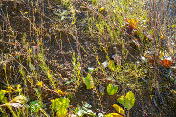 Soil from the quarry as a waste product and for versatile use in garden