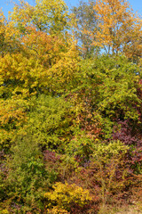 Naklejka premium Colorful colors in autumn with colored leaves on the bushes