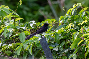 Willie wagtail or Rhipidura leucophrys observed in Waigeo in West Papua, Indonesia