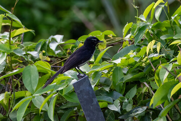 Willie wagtail or Rhipidura leucophrys observed in Waigeo in West Papua, Indonesia