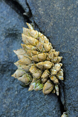 A bunch of pollicipes pollicipes on the stone cracks, also known as the goose barnacle of leaf...