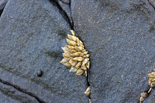 A bunch of pollicipes pollicipes on the stone cracks, also known as the goose barnacle of leaf barnacle.