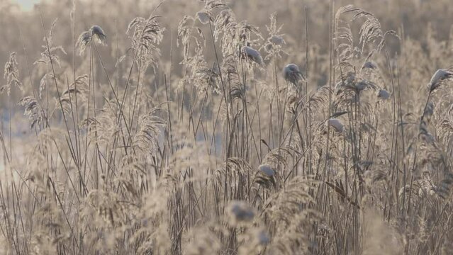 A very calm scene of completely still sables on a very cold Winter day covered in some snow backlit by the Sun