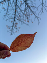 秋がやってきた