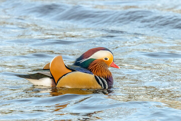  Male Mandarin duck (Aix galericulata), perching duck , swimming, sideview, 