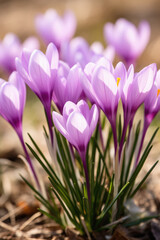 Spring crocus flowers in the forest. Early spring. Symbol of peace and joy. Landscaping, gardening, ecotourism, environmental conservation.