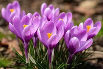 Purple crocus flowers in the forest. Early spring. Symbol of peace and joy.