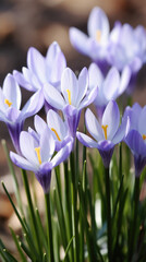 Fototapeta premium Beautiful crocus flowers in the garden. Early spring. .
