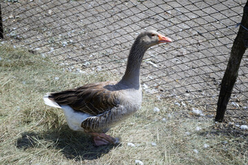 A large gray goose in a pen, a domestic bird on a farm.