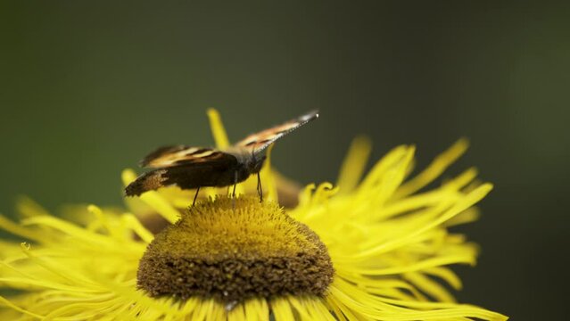 Butterfly on a flower