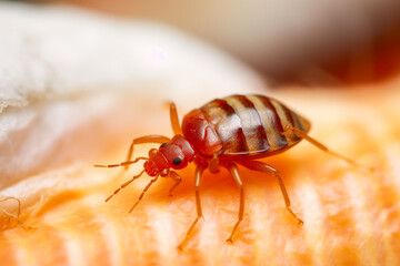 Infested Mattress: Bed Bug Focus