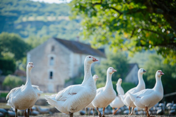 Obraz premium Geese Protesters Condemn Foie Gras Abuse