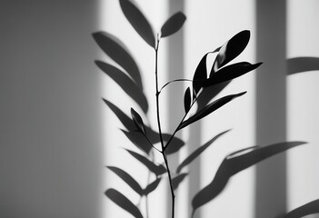 Abstract minimalistic background with a shadow from the leaves of a plant in gray and white A wall