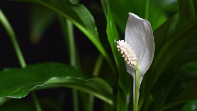 Spathiphyllum, commonly known as peace lily, is a highly appreciated houseplant capable of purifying the environment in which it is placed. Close up on white flowers