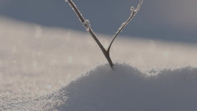 A small backlit by the Sun and covered in frost tree branch stuck in snow that is on the ground on a frisky cold Winter day