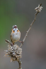 Rufous collared Sparrow, Zonotrichia capensis, Calden fores, La Pampa , Argentina