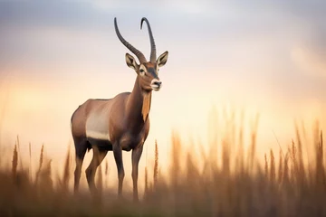 Fototapeten male roan antelope standing guard at sunrise © studioworkstock