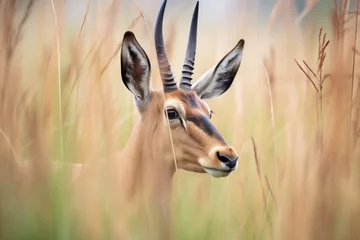 Dekokissen roan antelope heard moving through tall grass © studioworkstock
