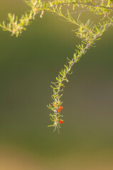 Wild fruits in Pampas forest environment, La Pampa Province, Patagonia, Argentina.